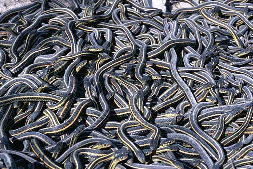 Garter snakes