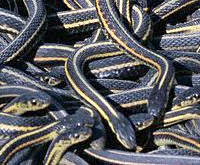 Garter snakes