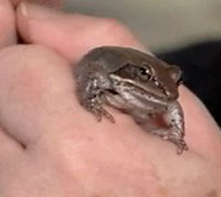 Wood frog (unfrozen)