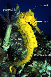 Coral seahorse, side view