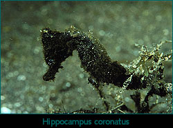 Coronatus seahorse