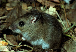 Deer Mouse