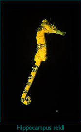 Long Snout seahorse, Hippocampus reidi