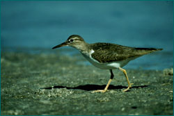 Sandpiper