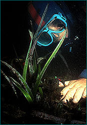 Observing seahorses underwater