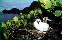 Red-footed booby and chick