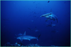 Hammerheads