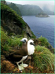 Brown booby and nestling, with a rainy Cocos in the background.