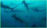 School of hammerheads at Alcyone dive site, Cocos Island.