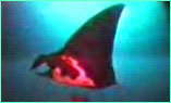 With the grace of a Balinese dancer, a Pacific manta rays glides over our
heads at Alcyone.