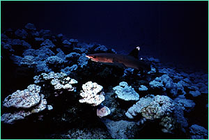 Whitetip Reef Shark