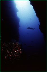 Shark through cleft in rock