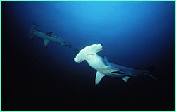 Scalloped Hammerheads