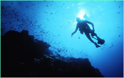 Cocos Island was recently ranked as the number-one spot in
the Pacific Ocean for advanced scuba diving.