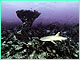 Whitetip reef sharks