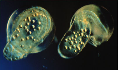 Flatfish hatching