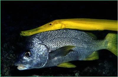 Trumpetfish 