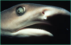 Whitetip reef shark at
Cocos.