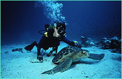 Michele Hall gets
friendly with a green turtle.