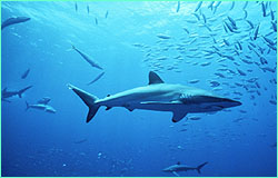 Silky sharks