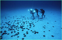 Time-lapse filming of starfish.