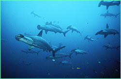 While at Cocos, hammerheads appear to be in a
somnolant state.