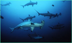 Scalloped hammerheads on the move.