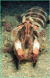 Mantis shrimp