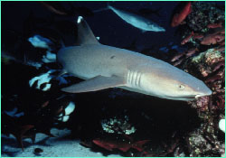 A whitetip cruises the reef edge