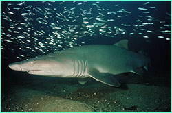 Sand tiger shark