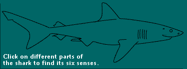 diagram of shark