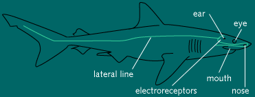 diagram of shark