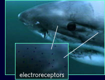 closeup of shark's electrical sensors