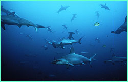 Hammerheads