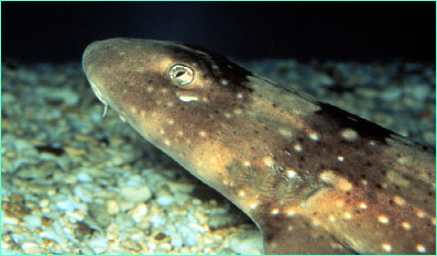 Whitespotted bambooshark