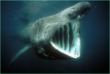 Basking shark