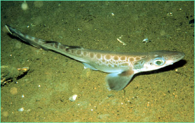 Blackmouth catshark