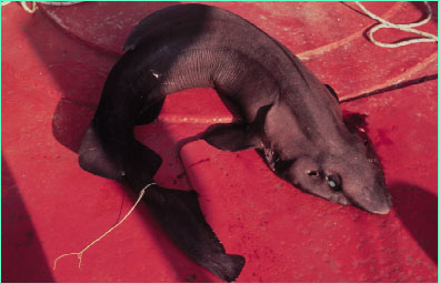 False catshark