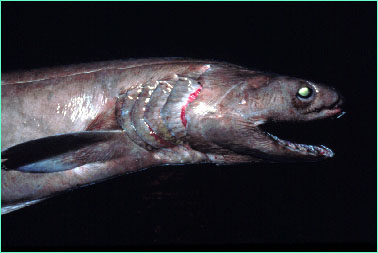 Frilled Shark