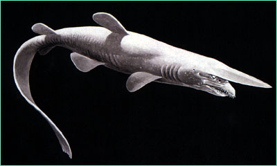 Goblin shark