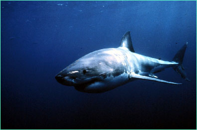 Great white shark