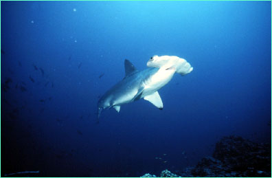 Scalloped Hammerhead