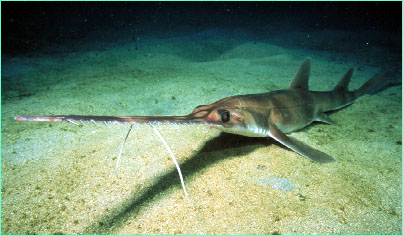 Longnose sawshark