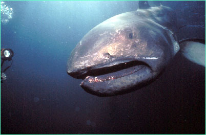 Megamouth shark