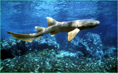 Nurse shark