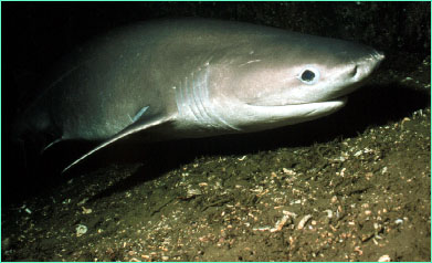 Bluntnose sixgill shark