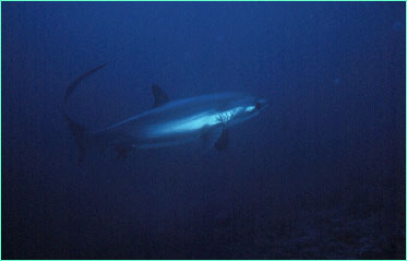 Pelagic Thresher shark