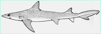 Atlantic weasel shark