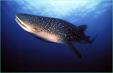 Whale shark