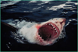 Great White Shark